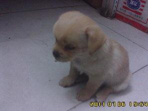 拉布拉多的详细资料,忠诚守护者的详尽解析